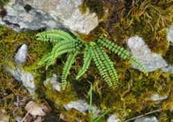 2013-07-13_Regina-F-Rau_Sonnenspitze3 (187).JPG